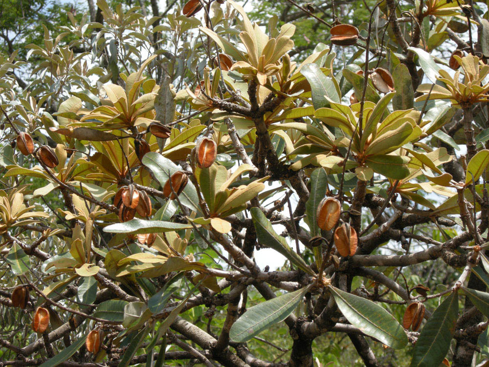 Vochysiaceae Vochysia cinnamomea