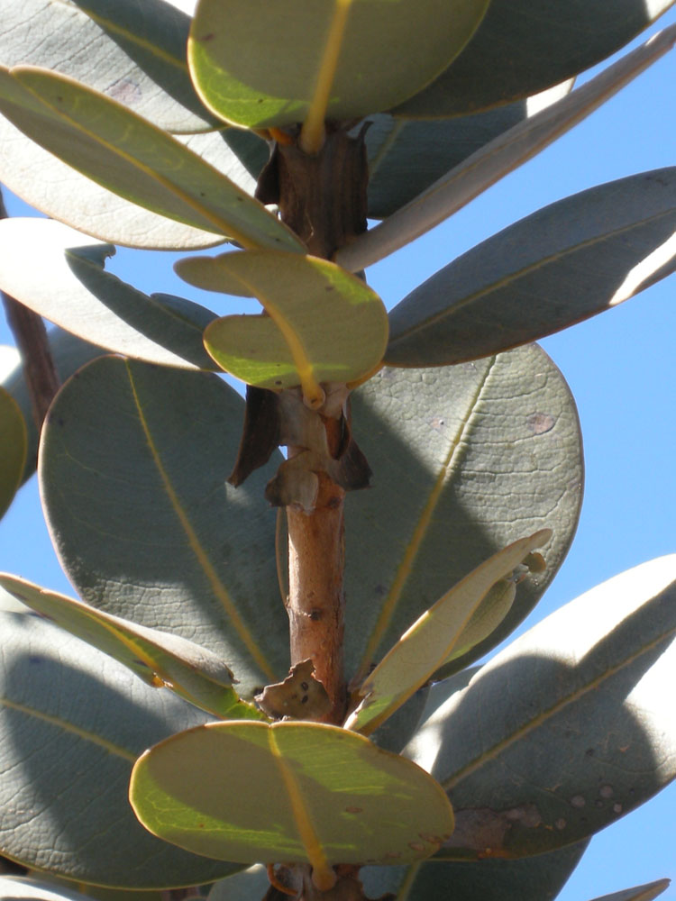 Vochysiaceae Vochysia elliptica