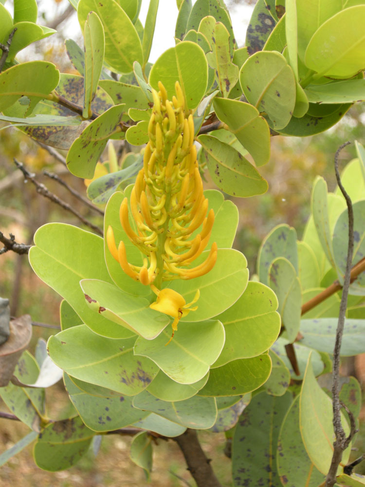 Vochysiaceae Vochysia elliptica