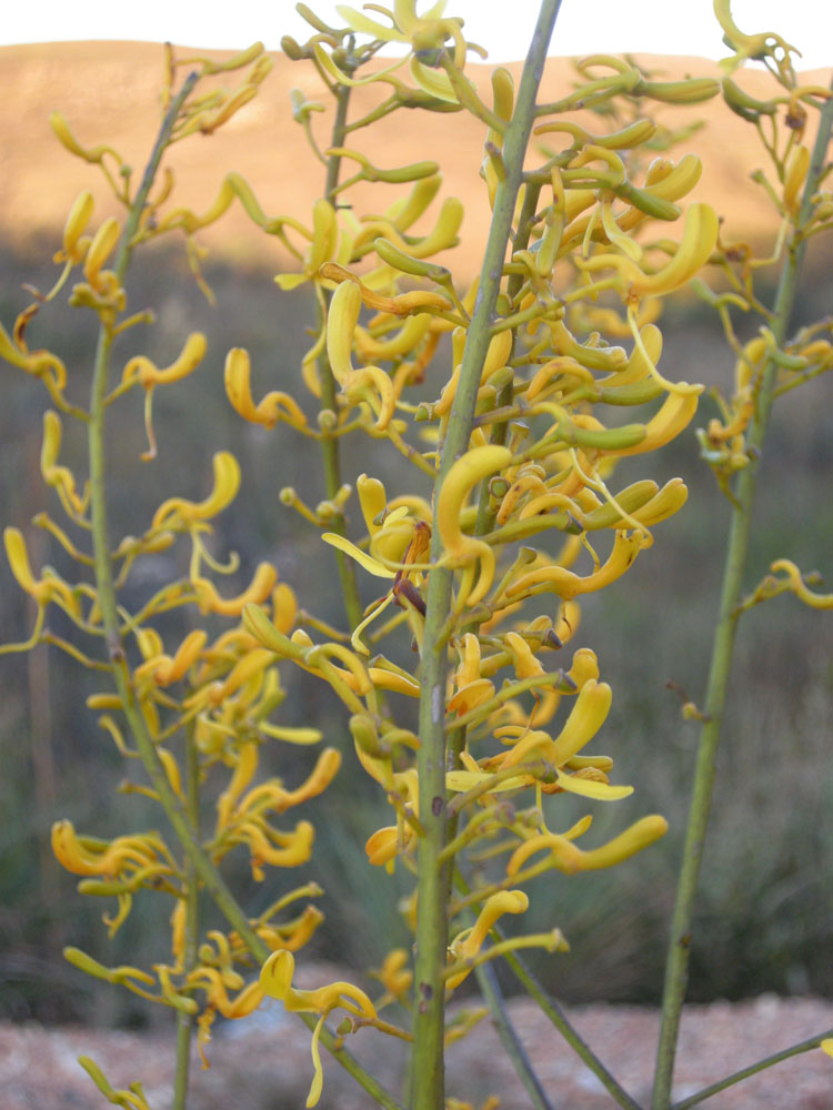 Vochysiaceae Vochysia emarginata