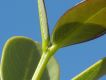 image of Vochysia pygmaea