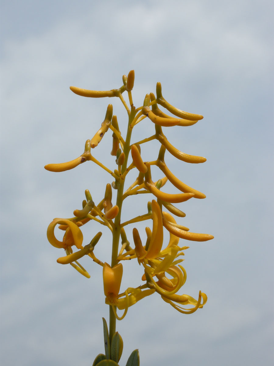 Vochysiaceae Vochysia pygmaea