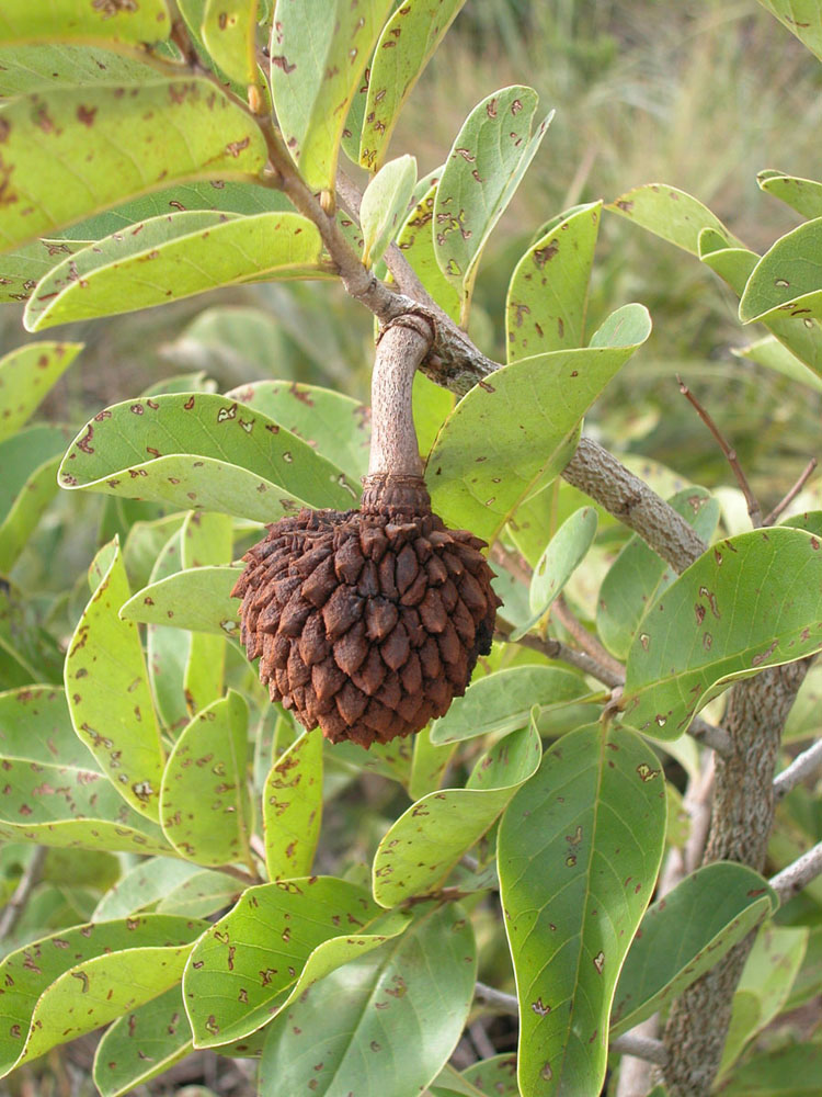 Annonaceae Annona crassiflora