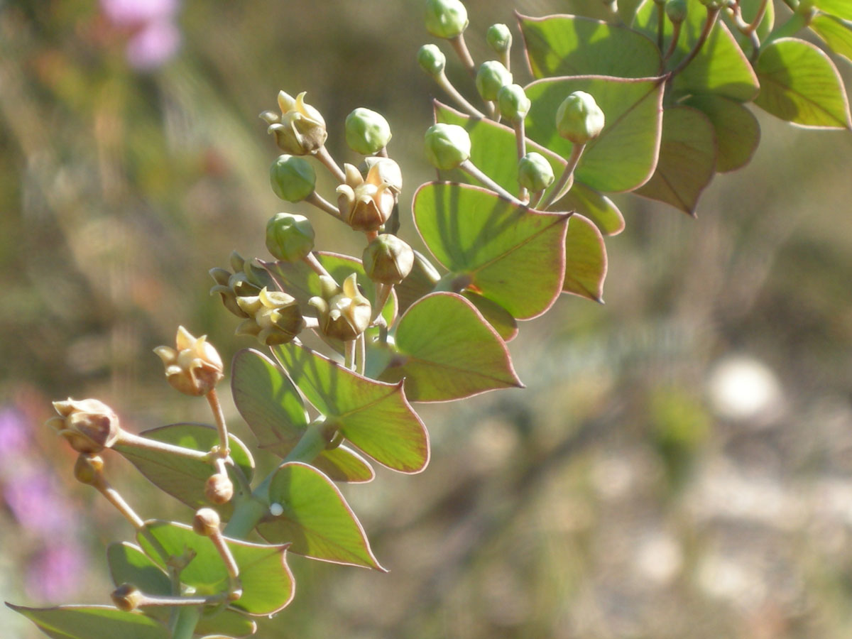 Apocynaceae Barjonia chloraeifolia