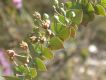 image of Barjonia chloraeifolia