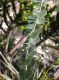 image of Barjonia chloraeifolia