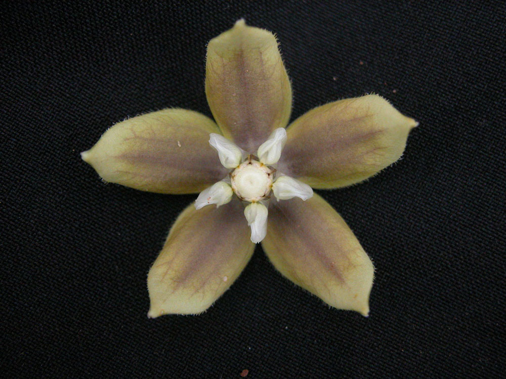 Apocynaceae Blepharodon ampliflorum