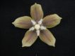 image of Blepharodon ampliflorum