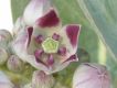 image of Calotropis procera