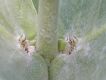 image of Calotropis procera
