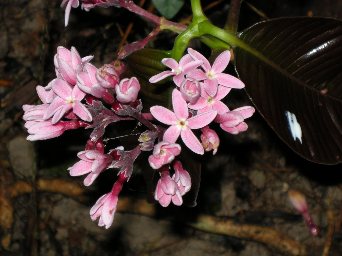Apocynaceae Couma guianensis