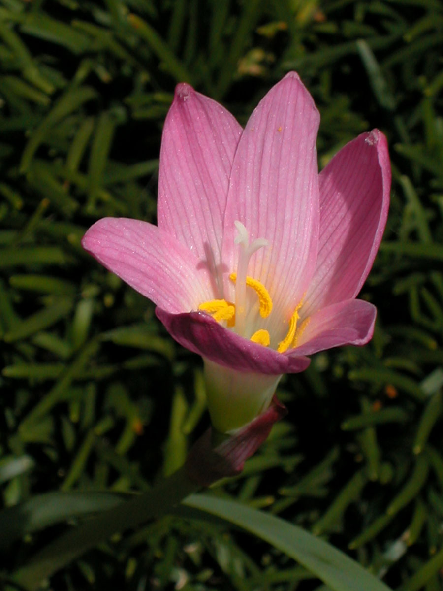 Amaryllidaceae Habranthus robustus