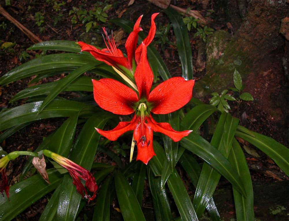 Amaryllidaceae Hippeastrum aulicum