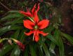 image of Hippeastrum aulicum