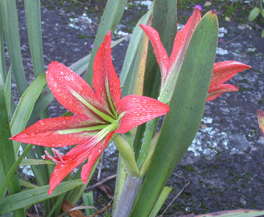 Amaryllidaceae Hippeastrum morelianum