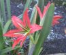 image of Hippeastrum morelianum