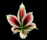 image of Hippeastrum papilio