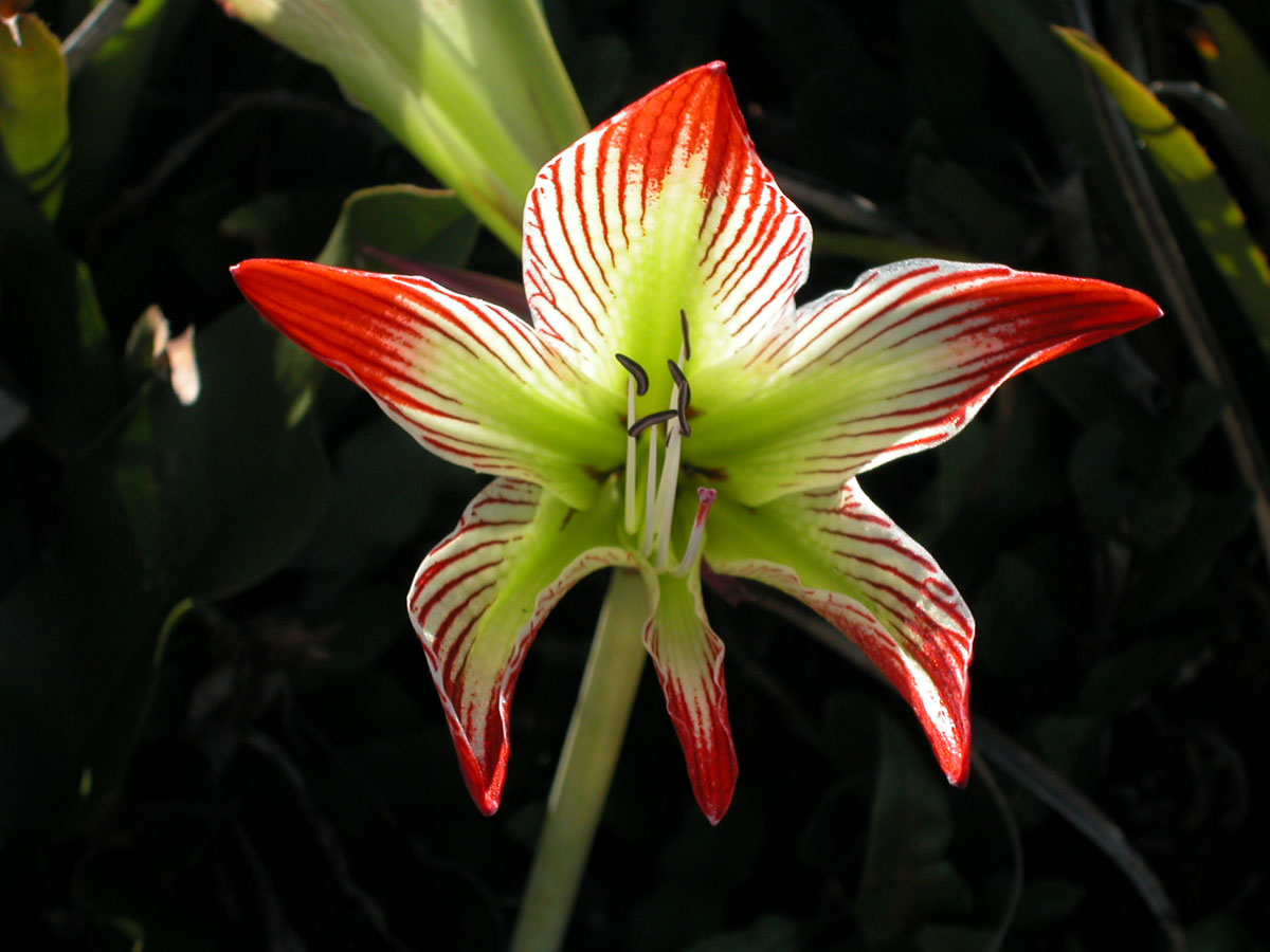 Amaryllidaceae Hippeastrum psittacinum
