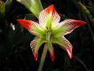 image of Hippeastrum psittacinum