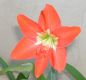 image of Hippeastrum puniceum