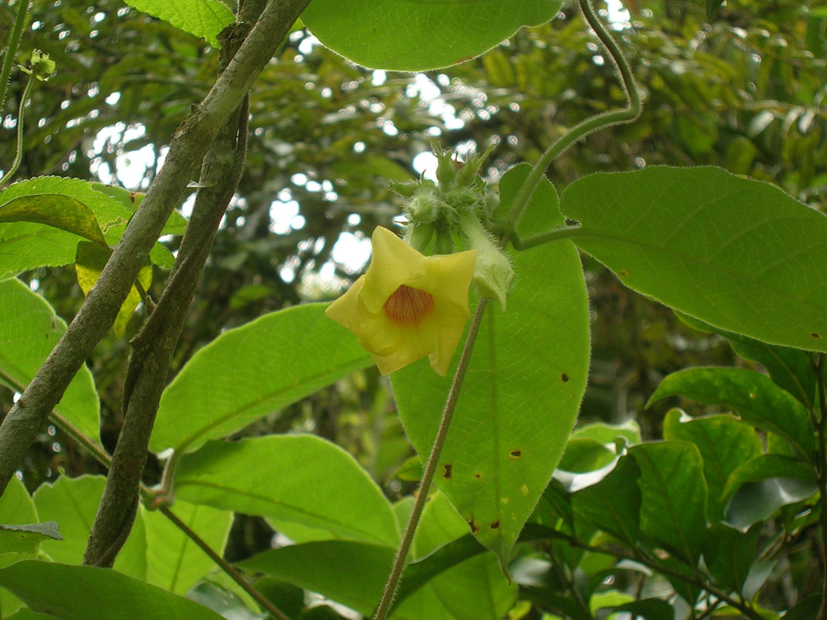 Apocynaceae Mandevilla hirsuta