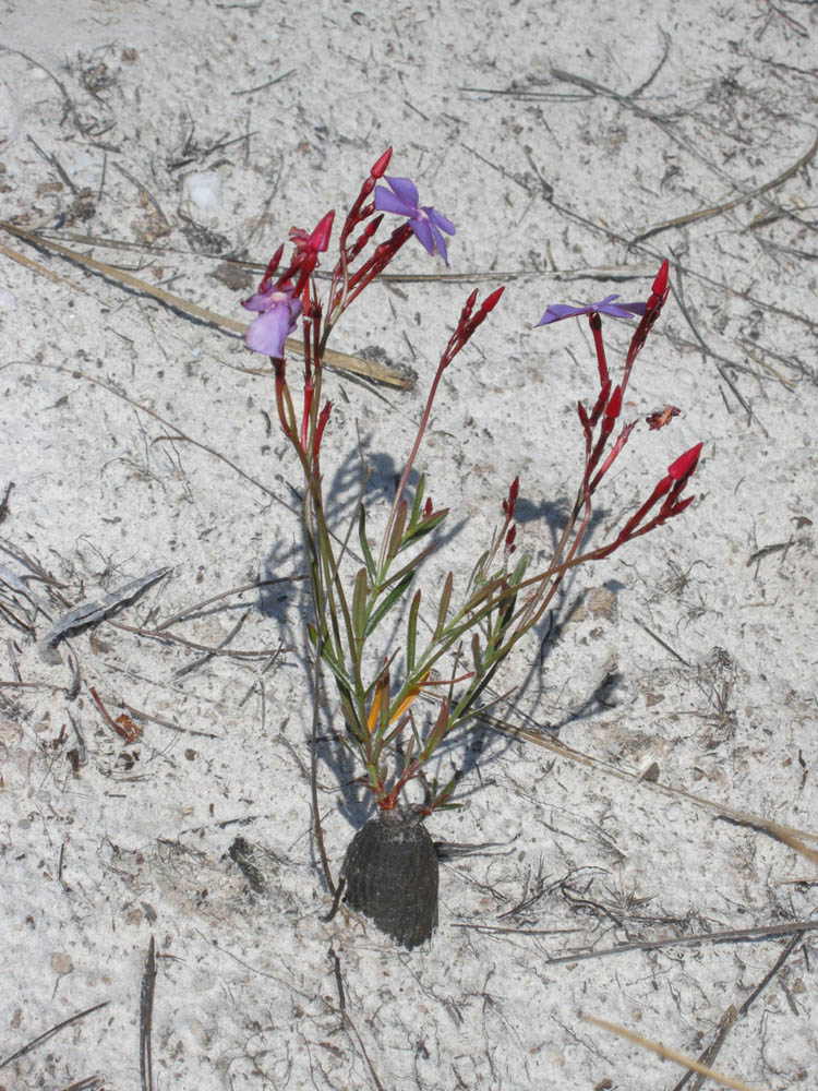 Apocynaceae Mandevilla tenuifolia