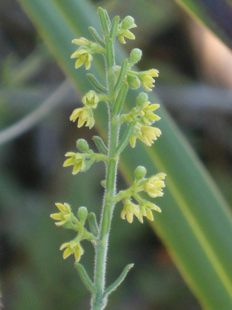 Apocynaceae Minaria micromeria