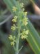 image of Minaria micromeria