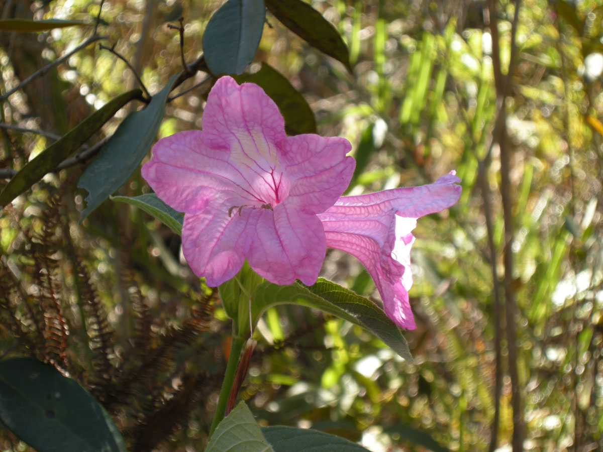 Acanthaceae Ruellia macrantha