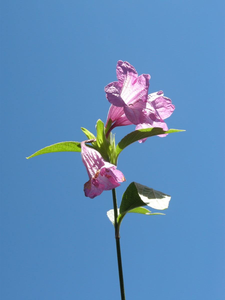 Acanthaceae Ruellia macrantha