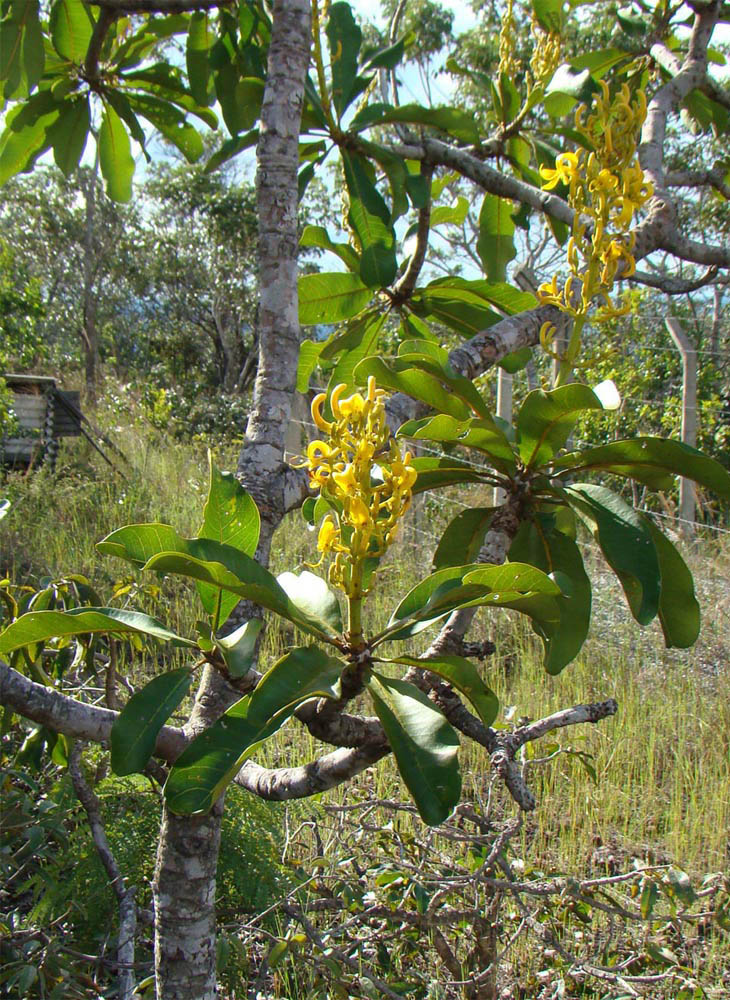 Vochysiaceae Vochysia rufa