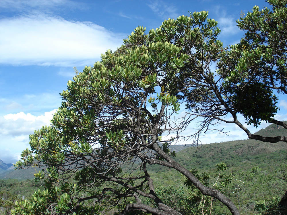 Vochysiaceae Vochysia thyrsoidea