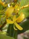 image of Vochysia thyrsoidea