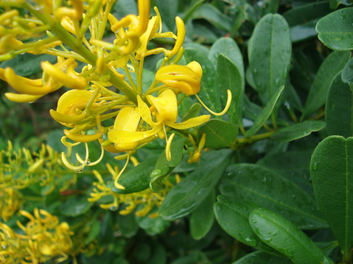 Vochysiaceae Vochysia tucanorum