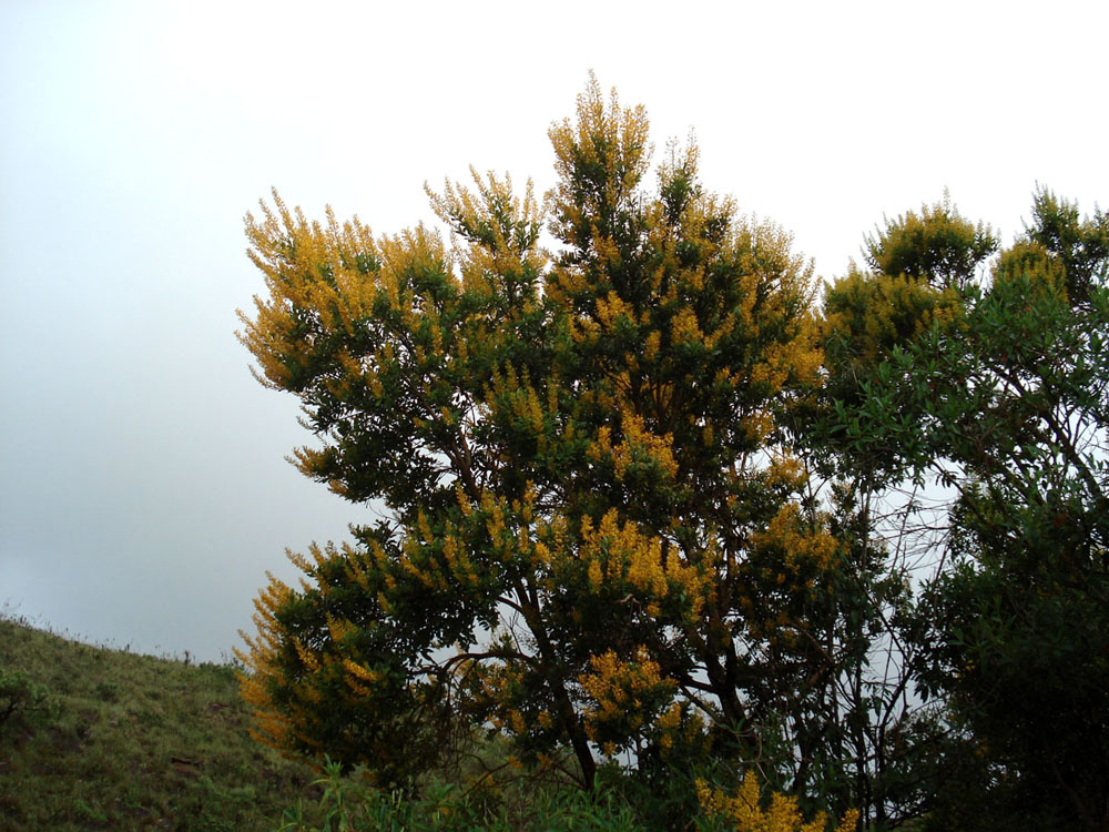 Vochysiaceae Vochysia tucanorum