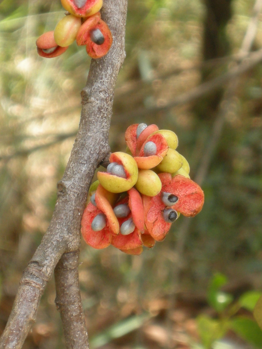 Annonaceae Xylopia aromatica