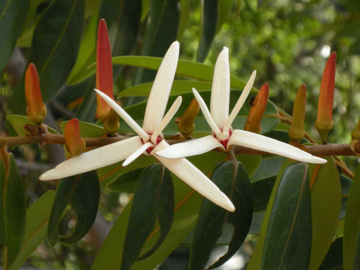 Annonaceae Xylopia aromatica