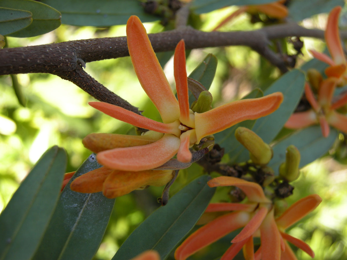 Annonaceae Xylopia emarginata