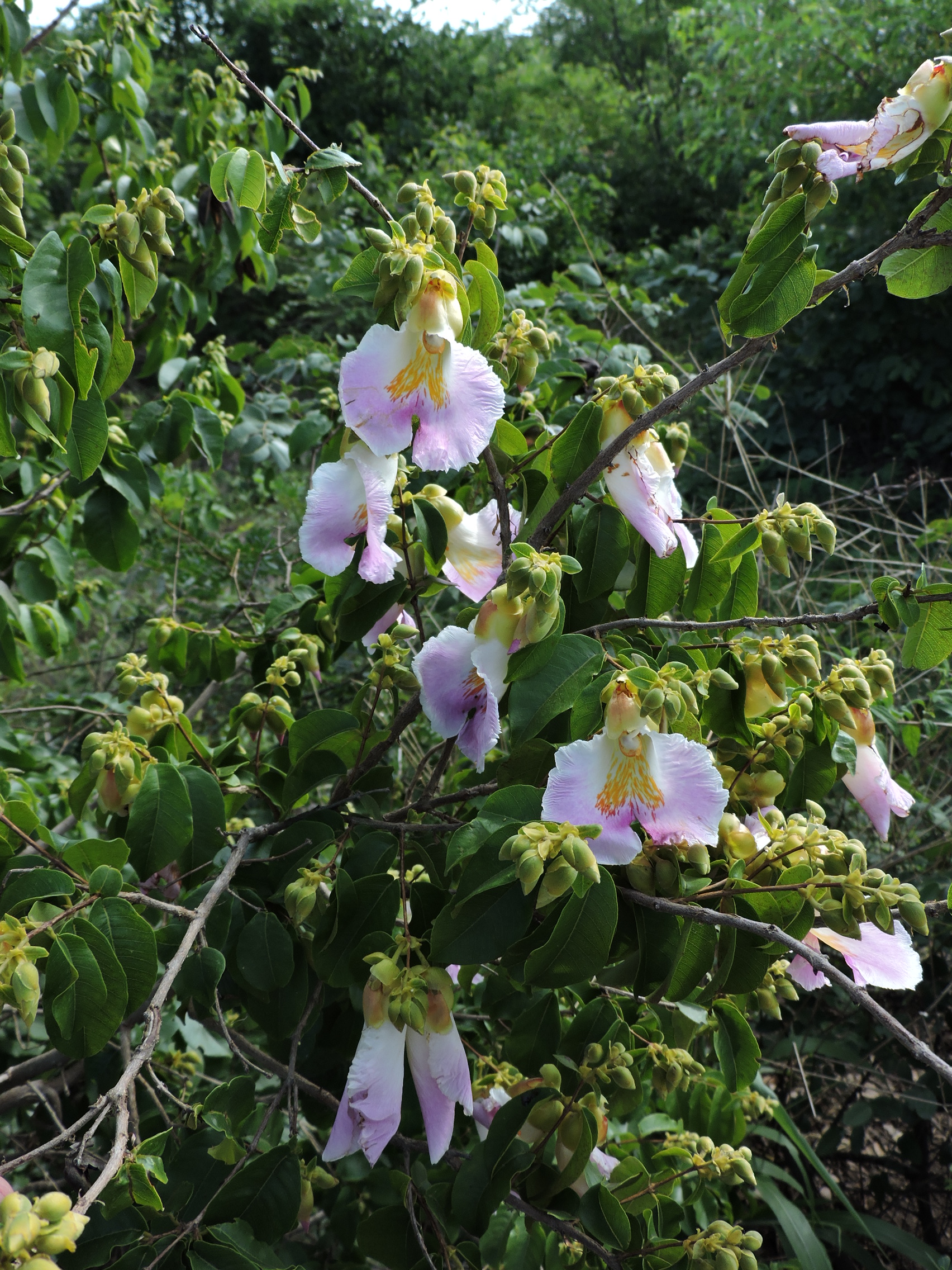 Vochysiaceae Qualea insignis