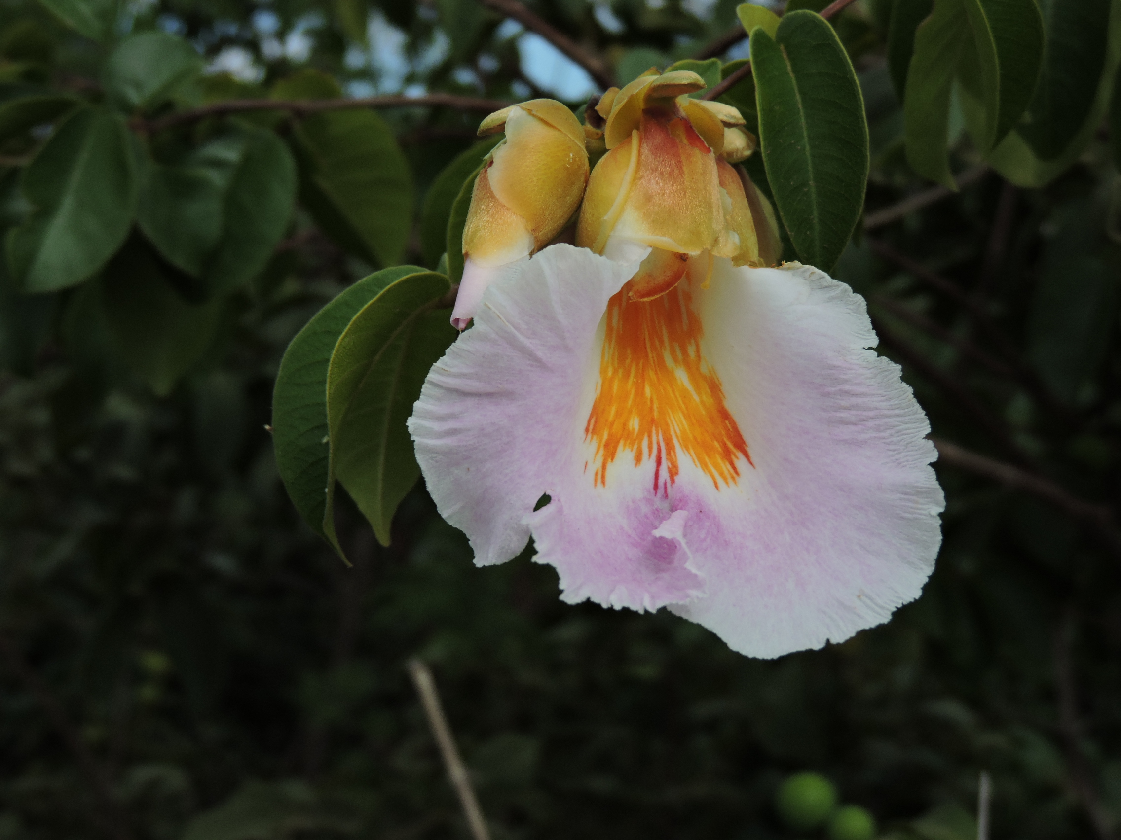 Vochysiaceae Qualea insignis