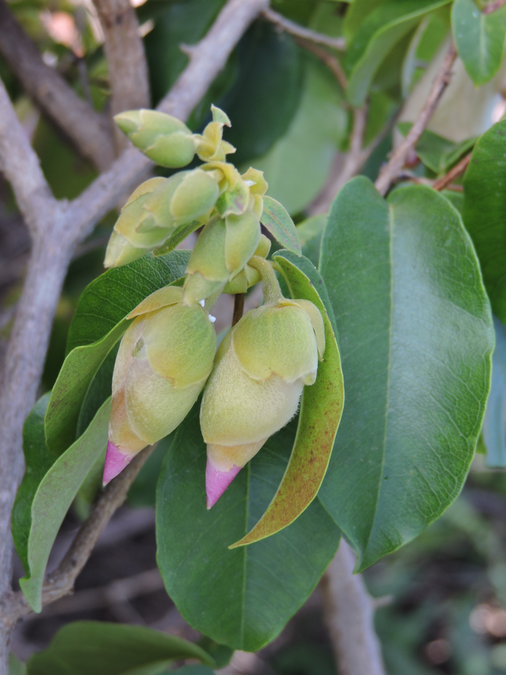 Vochysiaceae Qualea insignis