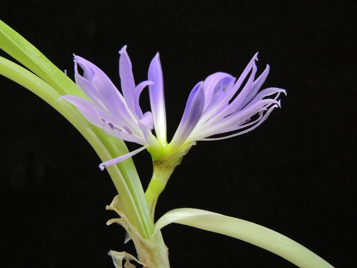 Amaryllidaceae Griffinia aracensis