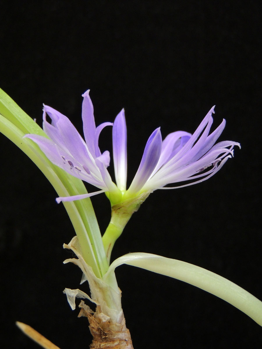 Amaryllidaceae Griffinia aracensis