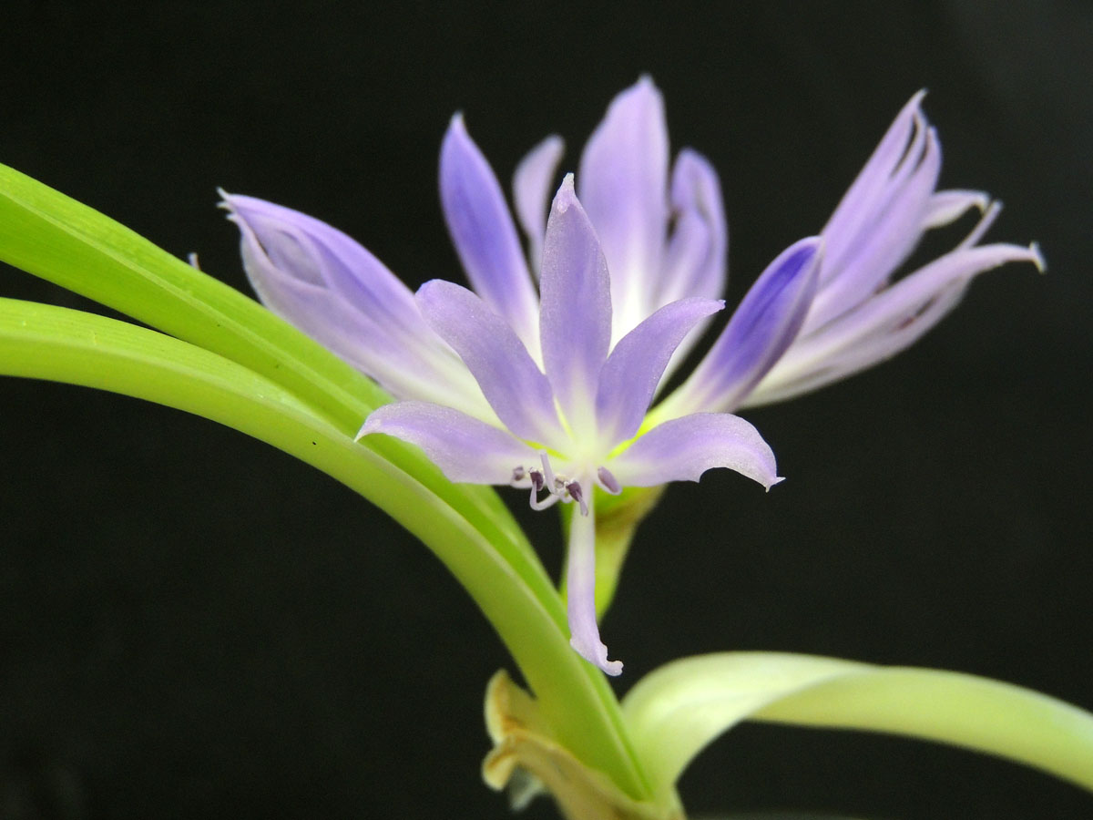 Amaryllidaceae Griffinia aracensis