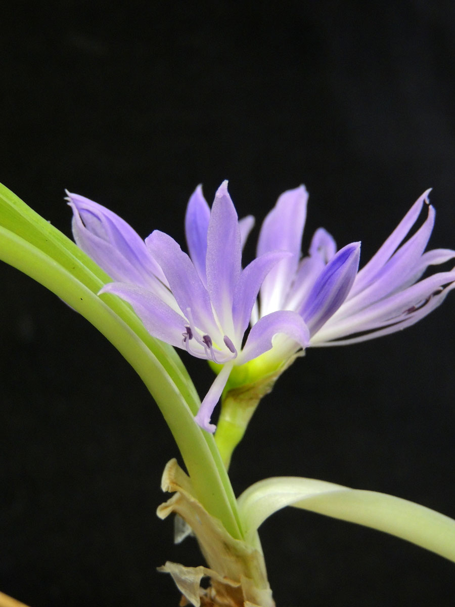 Amaryllidaceae Griffinia aracensis