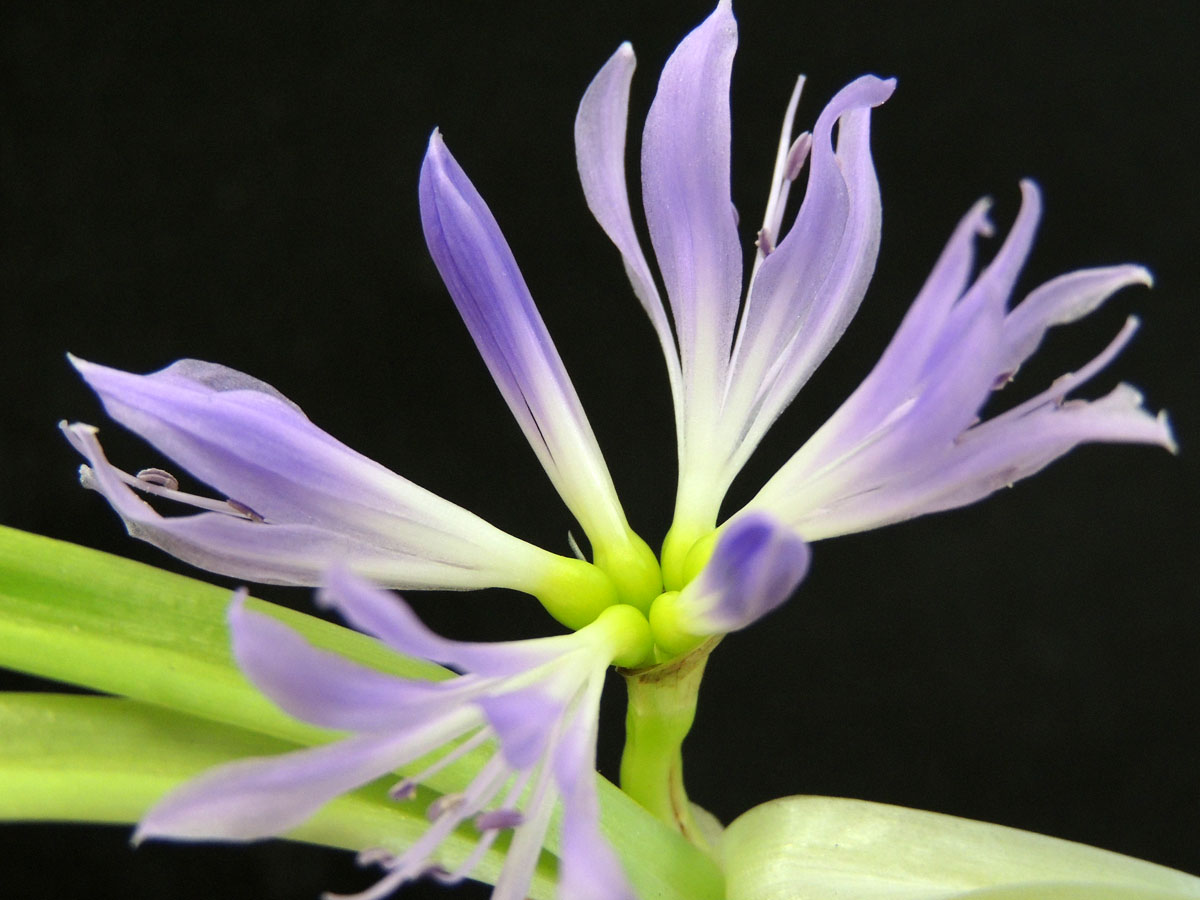 Amaryllidaceae Griffinia aracensis
