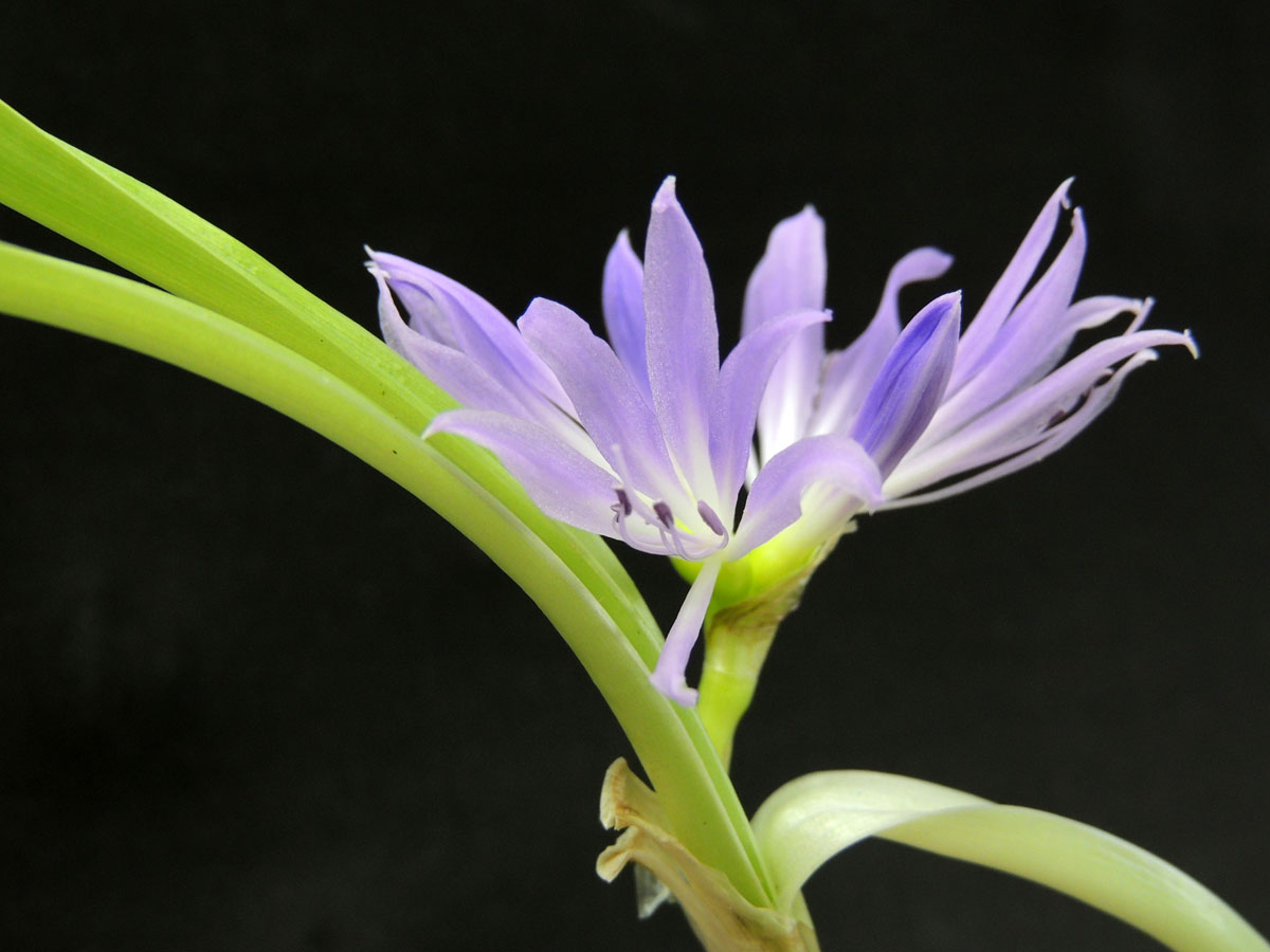 Amaryllidaceae Griffinia aracensis