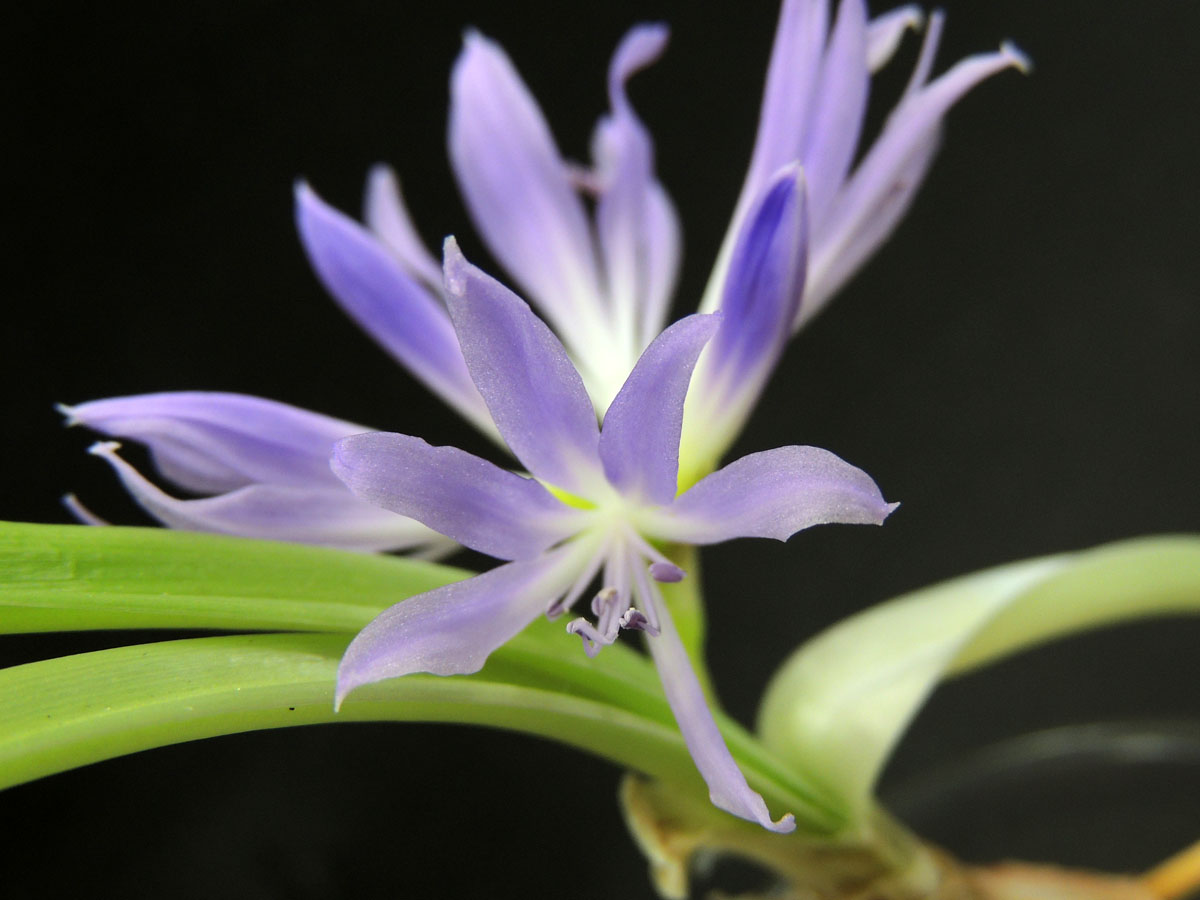 Amaryllidaceae Griffinia aracensis