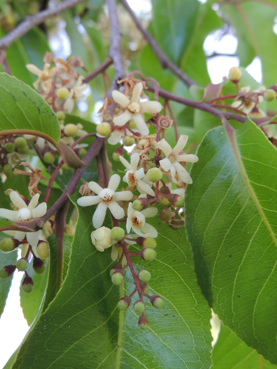 Lecythidaceae Cariniana estrellensis