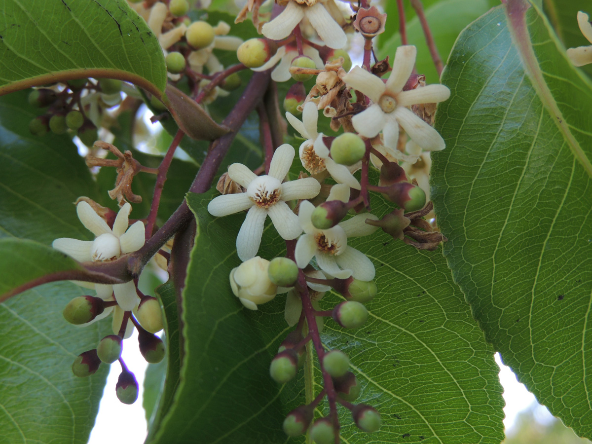 Lecythidaceae Cariniana estrellensis